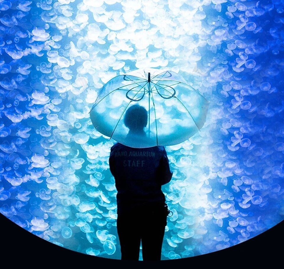21inch Moon Jellyfish Transparent Umbrella - Automatic Long Handle